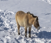 2019 02 21 MNNewZoo 012